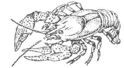 Креветка карандашом