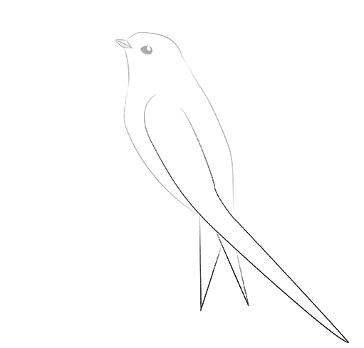 Ласточка для срисовки