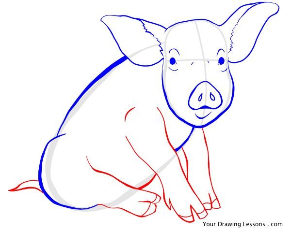 Свинья рисунок карандашом