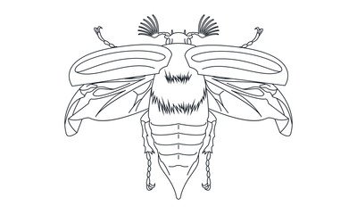 Майский хрущ раскраска