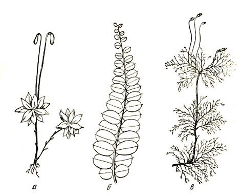 Мох карандашом