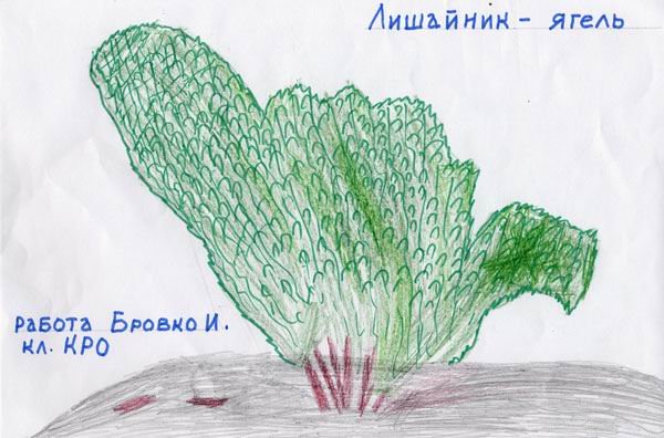 Лишайник рисунок карандашом легкий