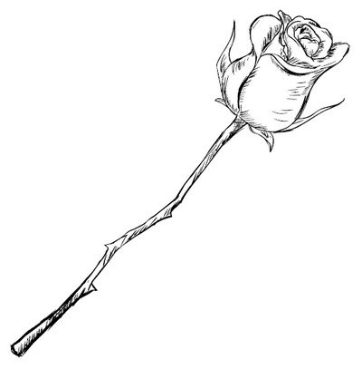Бутон розы скетч