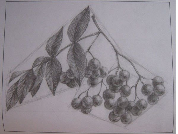 Кисть рябины гроздь калины рисование