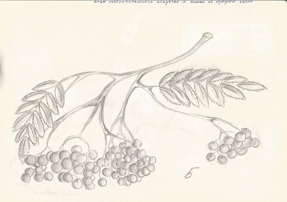 Зарисовки рябины карандашом