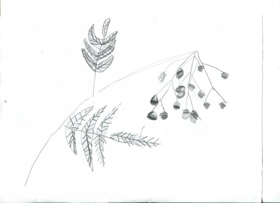 Дорисовать ягоды рябины