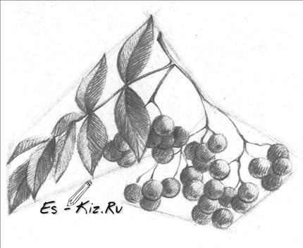 Ветка рябины рисунок