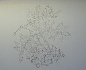 Ветка рябины