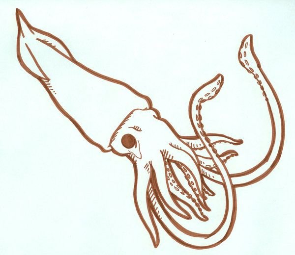 Рисунок кальмара карандашом - 80 фото