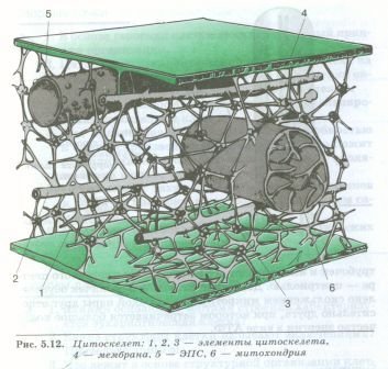 Строение и функции цитоскелета