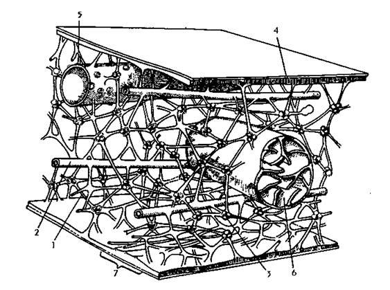 Цитоскелет строение