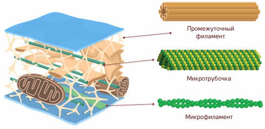 Цитоскелет строение