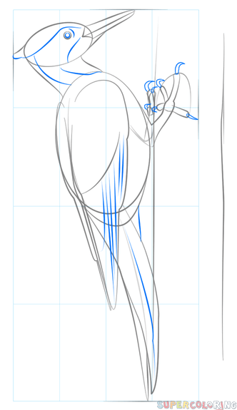 Дятел раскраска