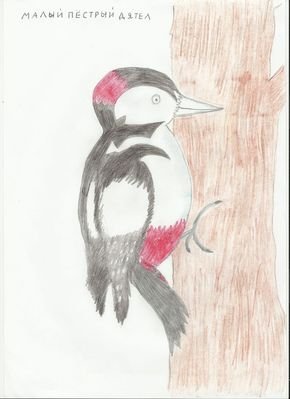 Дятел рисунок для детей раскраска