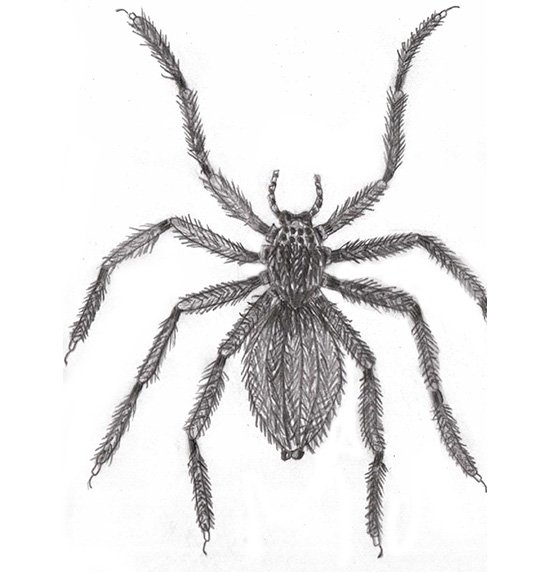 Павуки карандашом