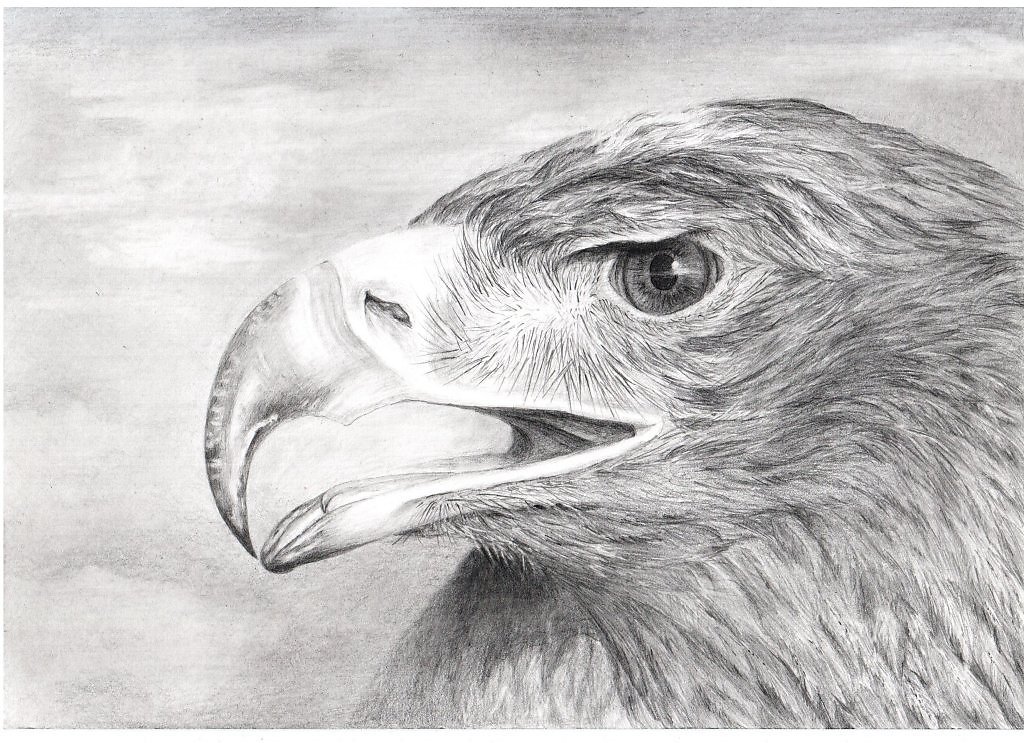 Рисунок орла. Орел карандашом. Рисунки Орлов. Орел простым карандашом. Птицы простым карандашом.