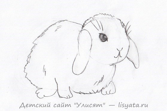 Кролик рисунок для срисовки легкие
