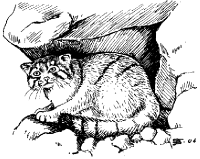 Дикий кот Манул раскраска