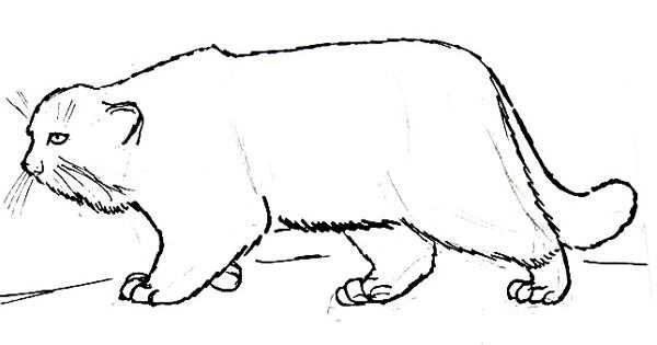 Кавказская Рысь красная книга Краснодарского края рисунок