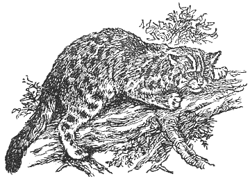 Лесной кот раскраска для детей