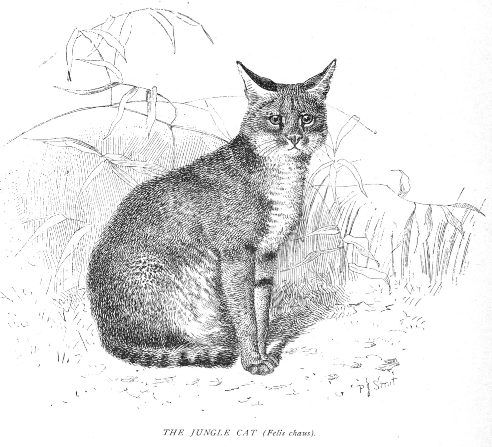 Рисунок дикой кошки