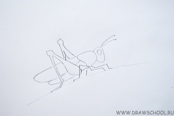Поэтапное рисование кузнечика для детей