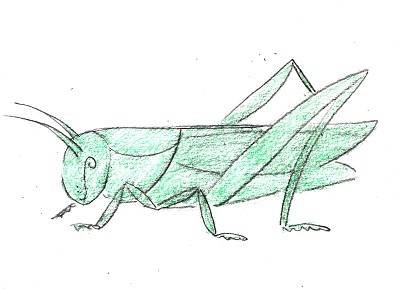 Кузнечик лёгкий для рисования