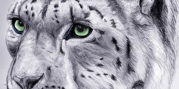 Нарисовать глаза снежного Барса