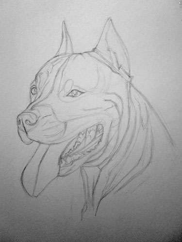 Питбуль простым карандашом