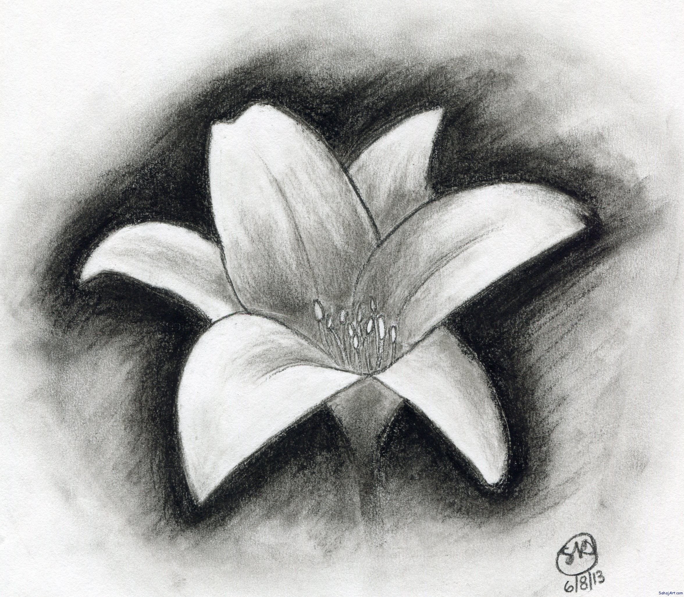 Эскиз цветка карандашом