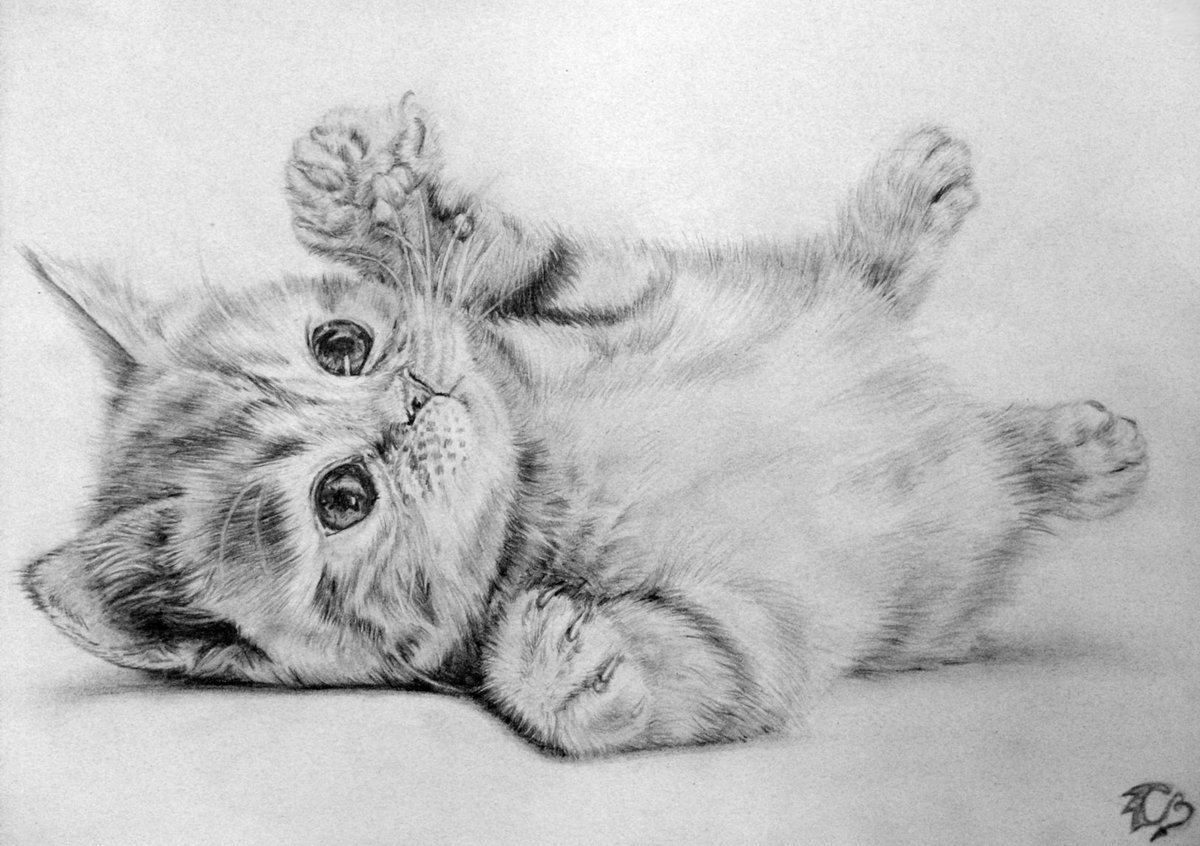 Рисунки котиков карандашом