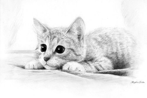 Рисунки карандашами котята рисунки простым карандашом (46 фото)