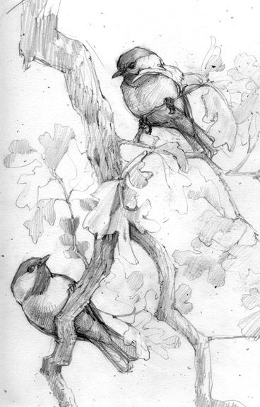 Пленэрные зарисовки животных и птиц