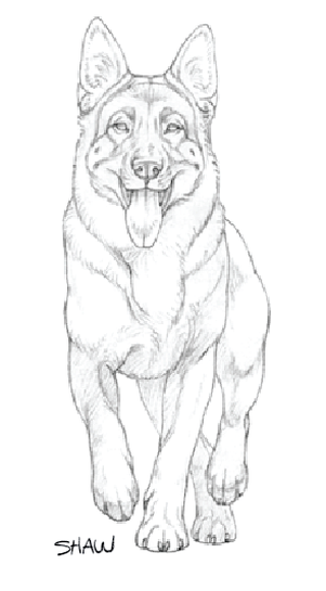 Рисунок немецкой овчарки лёгкий
