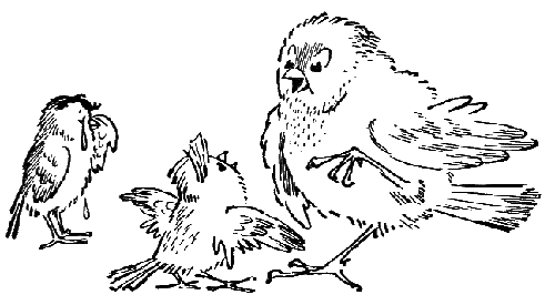 Растрепанный воробей рисунок простым карандашом (49 фото)