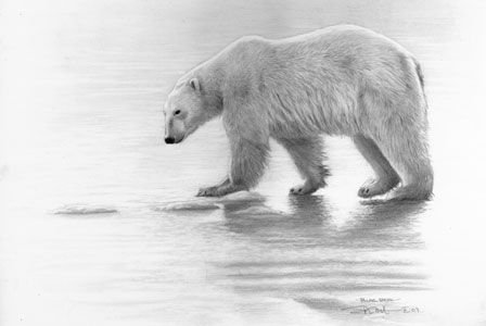Белый медведь простым карандашом