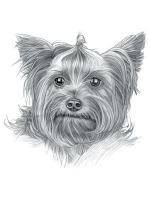 Йоркширский терьер рисунок карандашом простой (49 фото)
