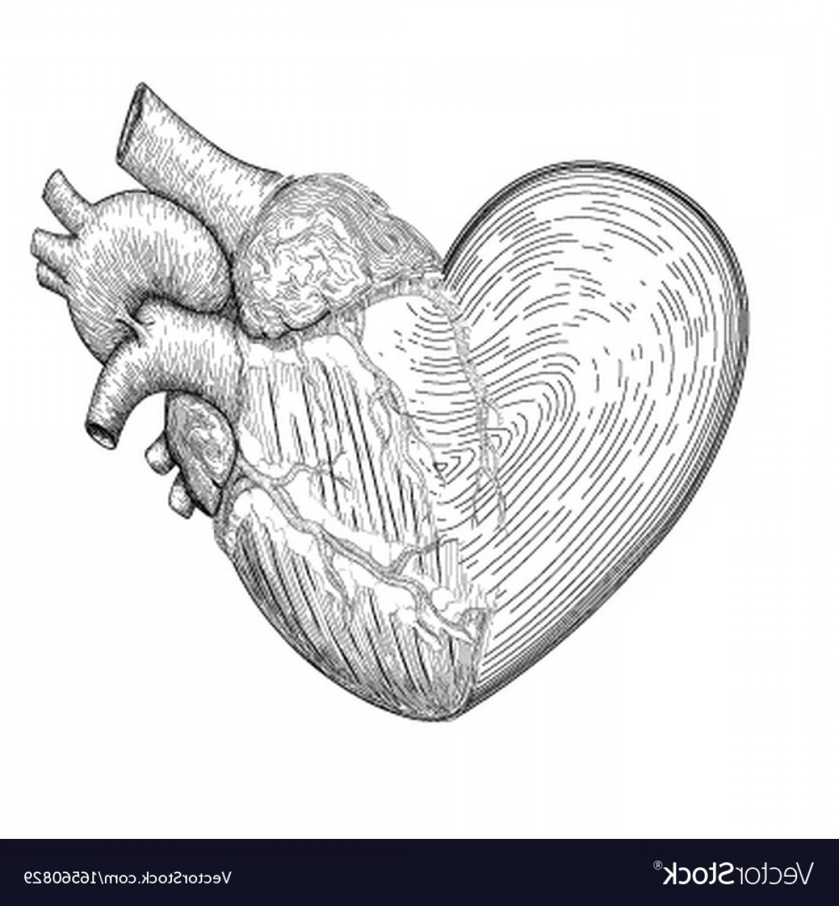 Сердце человека рисунок карандашом для срисовки