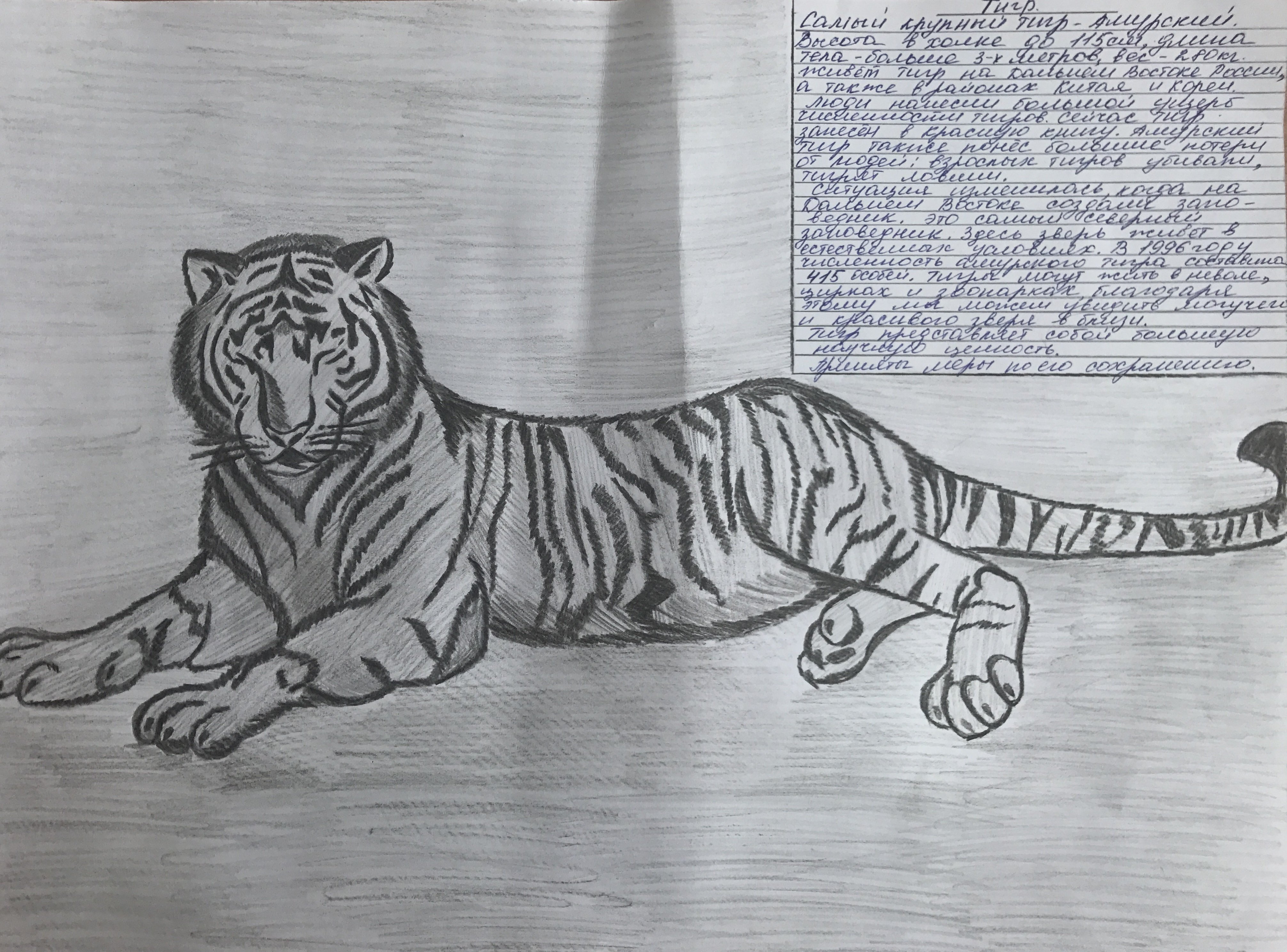 Уссурийский тигр карандашом