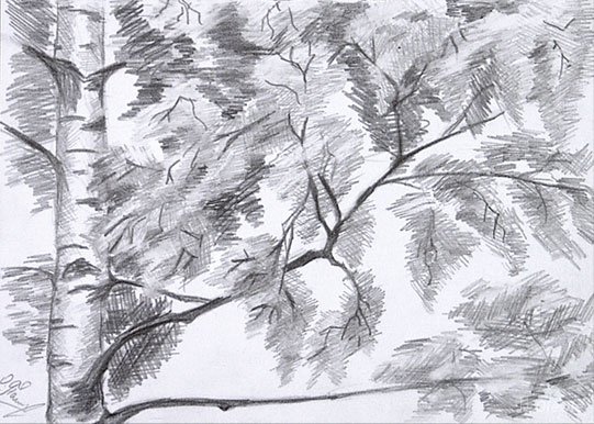 Листва карандашом на дереве