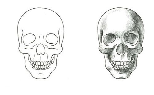 Зарисовки черепа