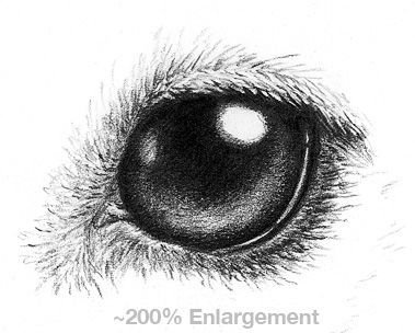 Глаза собаки карандашом