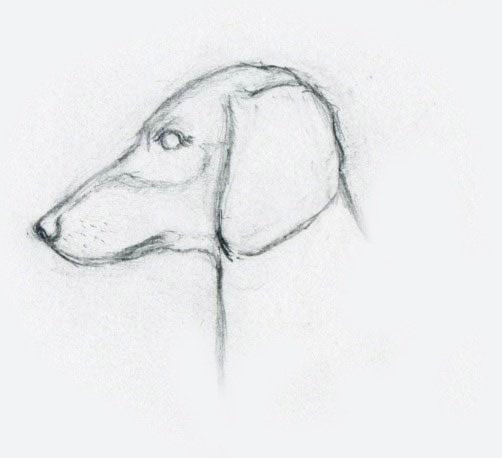 Рисунок дворняги для срисовки