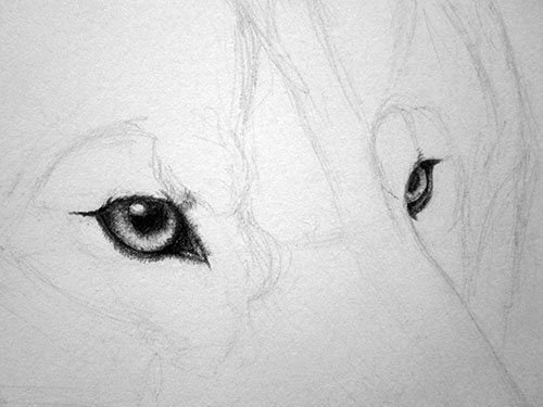 Шерсть карандашом