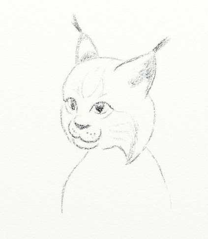 Рысь рисунок карандашом для детей