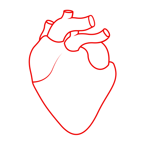 Сердце человека контур