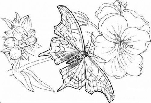 Бабочка на цветке рисунок карандашом