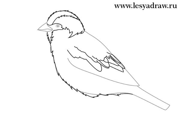 Воробей поэтапное рисование для детей