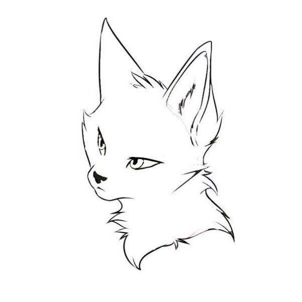 Коты Воители для срисовки