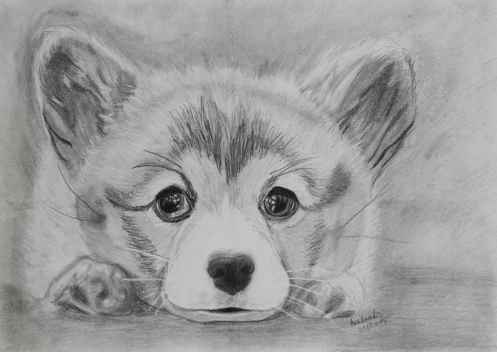 Картинки простых животных. Щенок рисунок карандашом. Собака рисунок карандашом. Рисунок собачки для срисовки. Рисунок собаки для срисовки.